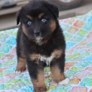 Mini Aussie -Sheba- Birthday: 01/02/2026