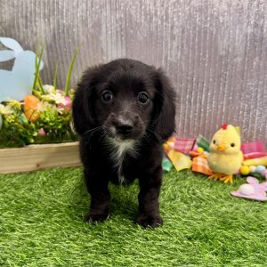 Miniature Dachshund-Eva-Birthday: 01/09/2026