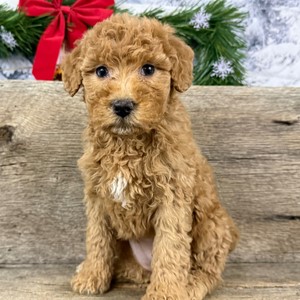Mini Goldendoodle-Nala-Birthday: 01/06/2026