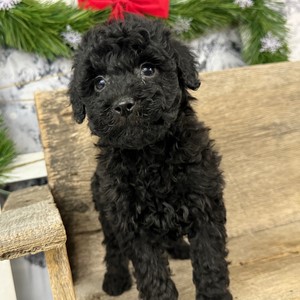 Mini Goldendoodle-Tessa-Birthday: 01/06/2026