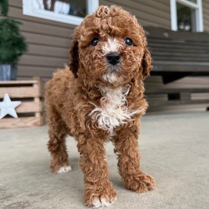 Mini Goldendoodle-Daisy-Birthday: 01/26/2026