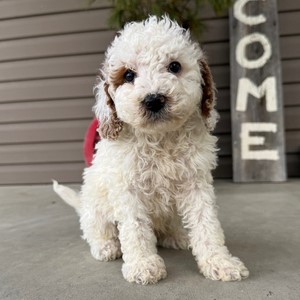 Mini Goldendoodle-Bernie-Birthday: 01/26/2026