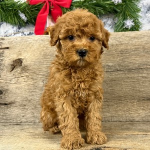 Mini Goldendoodle-Daisy-Birthday: 01/06/2026