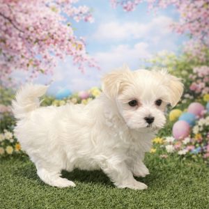 Morkie-Penny-Birthday: 02/09/2026