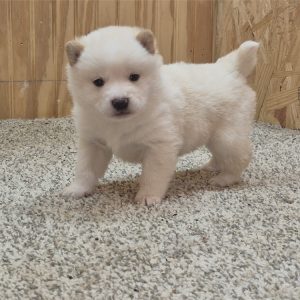 Shiba Inu-Cody-Birthday: 01/01/2026