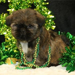 Shih Tzu-Bella-Birthday: 12/18/2025