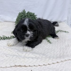 Shih Tzu-Thor-Birthday: 01/02/2026