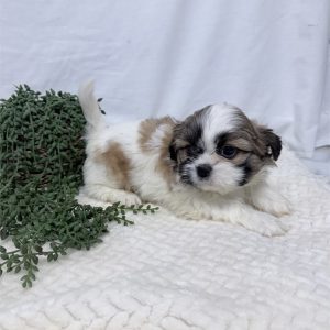 Shih Tzu-Benny-Birthday: 01/02/2026