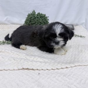 Shih Tzu-Teddy-Birthday: 01/02/2026