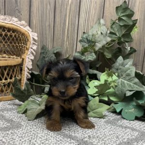 Yorkshire Terrier-Enzo-Birthday: 01/10/2026