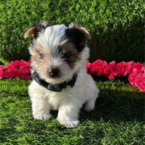 Yorkshire Terrier-Leo-Birthday: 01/29/2026