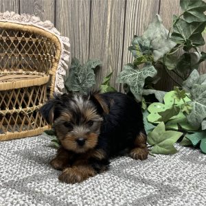 Yorkshire Terrier-Penny-Birthday: 01/10/2026