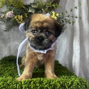 Brussel Griffon-Juicy-Birthday: 12/26/2025
