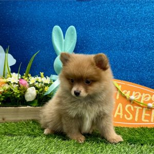 Pomeranian-Spanky-Birthday: 01/31/2026