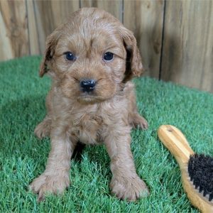 Cavapoo-Blaze-Birthday: 03/13/2026