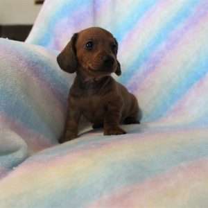Dachshund-Dobby-Birthday: 02/1/2026