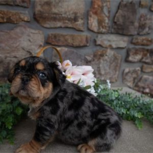 French Bulldog -Teddy- Birthday: 02/07/2026