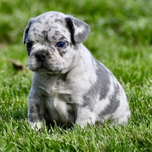 French Bulldog -Storm- Birthday: 03/15/2026