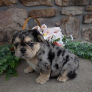 French Bulldog -Princess- Birthday: 02/07/2026