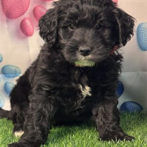 Mini Goldendoodle-Duke-Birthday: 03/03/2026