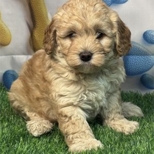 Mini Goldendoodle-Honey-Birthday: 03/03/2026