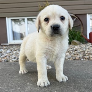 Labrador Retriever-Max-Birthday: 03/05/2026