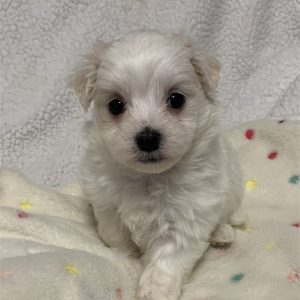 Maltese-Emma-Birthday: 03/12/2026