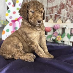 Poodle-Prince-Birthday: 02/17/2026