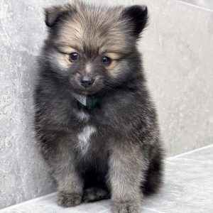 Pomeranian-Thor-Birthday: 02/01/2026