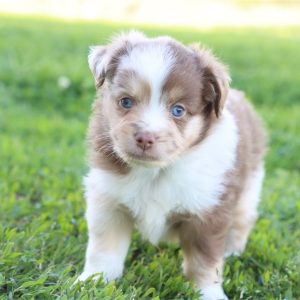Mini Australian Shepherd-Duke-Birthday: 03/25/2026
