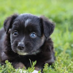 Mini Australian Shepherd-Raven-Birthday: 03/25/2026