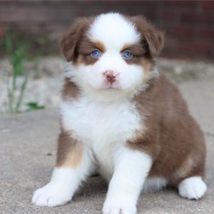 Mini Australian Shepherd-Nala-Birthday: 03/16/2026