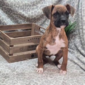 Boxer-Stella-Birthday: 03/11/2026