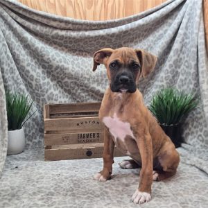 Boxer-Boomer-Birthday: 03/11/2026