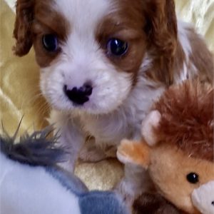 Cavalier King Charles Spaniel-Dobby-Birthday: 03/25/2026