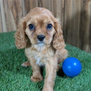 Cavalier King Charles Spaniel-Koda-Birthday: 03/20/2026