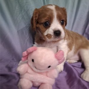 Cavalier King Charles Spaniel-Sasha-Birthday: 03/25/2026
