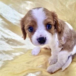 Cavalier King Charles Spaniel-Taz-Birthday: 03/25/2026