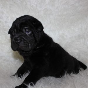 Chinese Shar-pei-Buttercup-Birthday: 04/09/2026