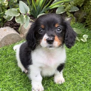 Dachshund-Oscar-Birthday: 04/08/2026