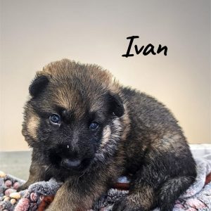 German Shepherd-Ivan-Birthday: 04/30/2026