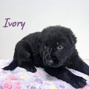 German Shepherd-Ivory-Birthday: 04/30/2026