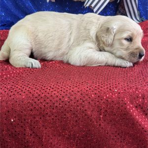 Golden Retriever-Maggie-Birthday: 05/03/2026