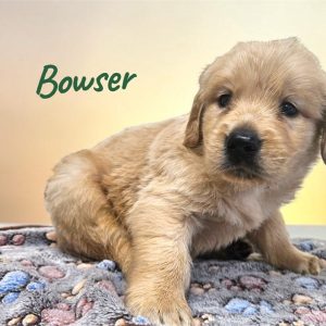 Golden Retriever-Bowser-Birthday: 04/18/2026