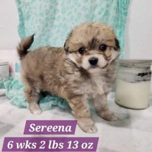 Havanese-Sereena-Birthday: 03/19/2026