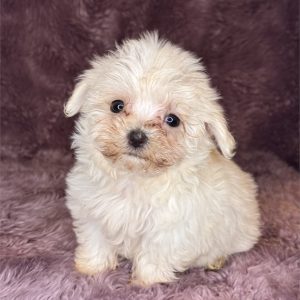 Maltese-Pixie-Birthday: 03/29/2026