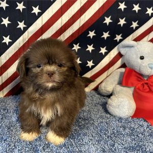 Shih Tzu-Peanut-Birthday: 02/28/2026