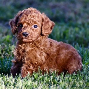 Toy Poodle-Milo-Birthday: 04/05/2026