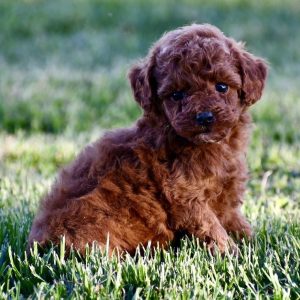 Toy Poodle-Leo-Birthday: 04/05/2026