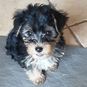 Yorkshire Terrier-Bella-Birthday: 01/20/2026